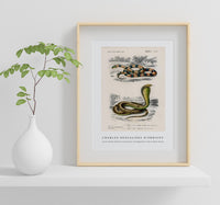 
              Charles Dessalines D'Orbigny - Coral Snake (Elaps Corallinus) and Egyptian Cobra (Naja Hoje)
            
