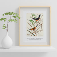 John James Audubon - Towee Bunting from Birds of America (1827)