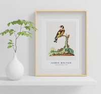 
              James Bolton - European goldfinch 1768
            