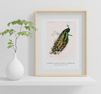 
              Charles Dessalines D'Orbigny - Indian peafowl (Pavo Cristatus)
            