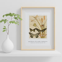 Maurice Pillard Verneuil - Papillons from L'animal dans la décoration (1897)