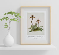 
              Frederick Sander - Cypripedium (hybridum) pollettianum-1847-1920
            