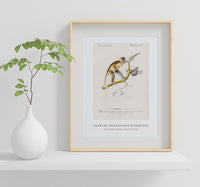 
              Charles Dessalines D'Orbigny - Cercopithecus griseus (Guenon Grivet)
            