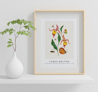 
              James Bolton - Lady's slipper orchid, tiphiid wasp, Orange Tip, soldier fly 1768
            