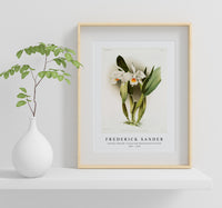 
              Frederick Sander - Cattleya eldorado crocata from Reichenbachia Orchids-1847-1920
            