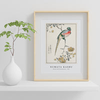 Numata Kashu - Macaw and Drooping Peach illustration from Pictorial Monograph of Birds (1885)