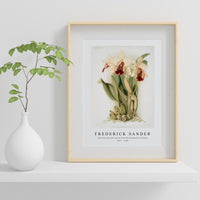 Frederick Sander - Cattleya dowiana aurea from Reichenbachia Orchids-1847-1920