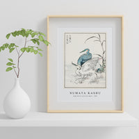 Numata Kashu - Night Heron and Little Egret illustration from Pictorial Monograph of Birds (1885)