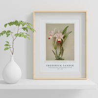 Frederick Sander - Cattleya ballantiniana from Reichenbachia Orchids-1847-1920