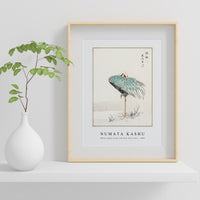 Numata Kashu - White-naped Crane and New Years Fern illustration from Pictorial Monograph of Birds (1885)