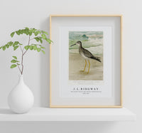 
              J L Ridgway -The Greater Yellow Legs (Totanus Melanoleucus) 1859-1947
            
