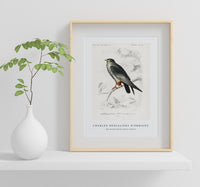 
              Charles Dessalines D'Orbigny - Red-footed Falcon (Falco rufipes)
            