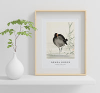 
              Ohara Koson - Moorhen (1900 - 1930) by Ohara Koson (1877-1945)
            