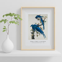 John James Audubon - Columbia Jay from Birds of America (1827)