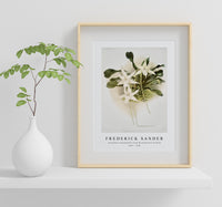 
              Frederick Sander - Aeranthus sesquipedalis from Reichenbachia Orchids-1847-1920
            