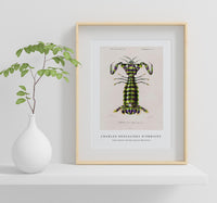 
              Charles Dessalines D'Orbigny - Giant mantis shrimp (Squilla Maculata)
            