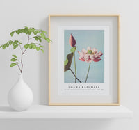 
              Ogawa Kazumasa - Beautiful photomechanical prints of Lotus Flowers (1887–1897)
            