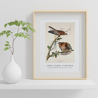 John James Audubon - Red-shouldered Hawk from Birds of America (1827)