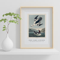 John James Audubon - Smew or White Nun from Birds of America (1827)