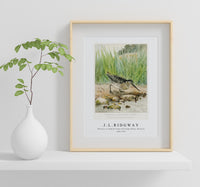 
              J L Ridgway - Wilson's or English Snipe (Gallinago Media, Wilsoni) 1859-1947
            