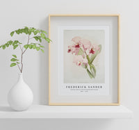 
              Frederick Sander - Cattleya labiata from Reichenbachia Orchids-1847-1920
            
