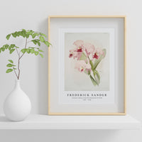 Frederick Sander - Cattleya labiata from Reichenbachia Orchids-1847-1920