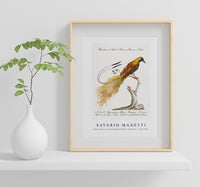 
              Saverio Manetti - Manucodiata, sive paradisaea (Bird of Paradise) 1723-1785
            