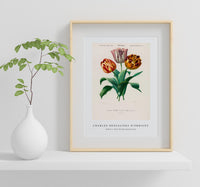 
              Charles Dessalines D'Orbigny - Didier's tulip (Tulipa gesneriana)
            
