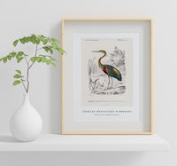 
              Charles Dessalines D'Orbigny - Purple heron (Ardea purpurea)
            