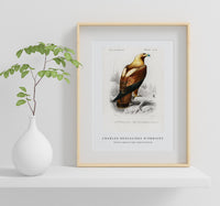 
              Charles Dessalines D'Orbigny - Eastern imperial eagle (Aquila heliaca)
            