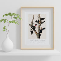 John James Audubon - Ivory-billed Woodpecker from Birds of America (1827)