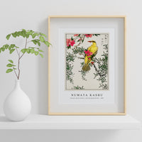 Numata Kashu - Chinese Bush-warbler and Drooping Peach iIllustration from Pictorial Monograph of Birds (1885)