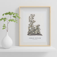 Johan Teyler - Blooming thistles