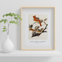 John James Audubon - Cardinal Grosbeak (1811)
