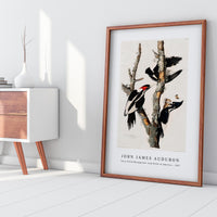 John James Audubon - Ivory-billed Woodpecker from Birds of America (1827)