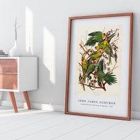 John James Audubon - Carolina Parrot from Birds of America (1827)