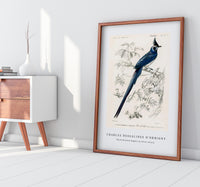 
              Charles Dessalines D'Orbigny - Black-throated magpie-jay (Pica colliei)
            