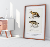 
              Charles Dessalines D'Orbigny - Golden Jackal (Canis Aureus)
            