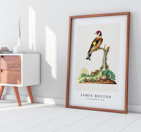 
              James Bolton - European goldfinch 1768
            