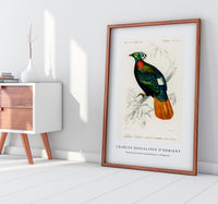 
              Charles Dessalines D'Orbigny - Himalayan monal (Lophophorus refulgens)
            