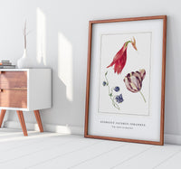 
              Georgius Jacobus Johannes - Tulp, akelei en amaryllis
            