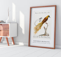 
              Saverio Manetti - Manucodiata, sive paradisaea (Bird of Paradise) 1723-1785
            