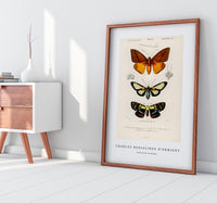 
              Charles Dessalines D'Orbigny - Collection of moths
            