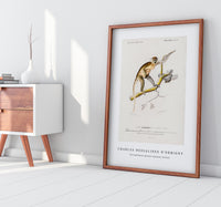 
              Charles Dessalines D'Orbigny - Cercopithecus griseus (Guenon Grivet)
            