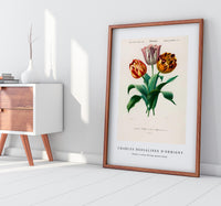 
              Charles Dessalines D'Orbigny - Didier's tulip (Tulipa gesneriana)
            