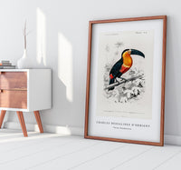 
              Charles Dessalines D'Orbigny - Toucan (Ramphastos)
            