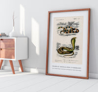 
              Charles Dessalines D'Orbigny - Coral Snake (Elaps Corallinus) and Egyptian Cobra (Naja Hoje)
            