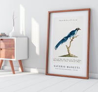 
              Saverio Manetti - Cucule celeste della China (Cuckoo) 1723-1785
            