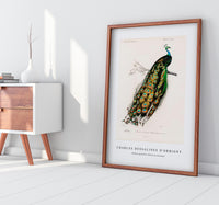 
              Charles Dessalines D'Orbigny - Indian peafowl (Pavo Cristatus)
            
