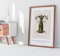 
              Charles Dessalines D'Orbigny - Giant mantis shrimp (Squilla Maculata)
            